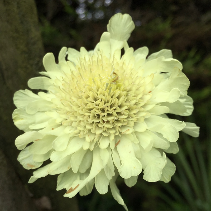 Plant image Cephalaria gigantea syn. Cephalaria caucasica ; Cephalaria tatarica