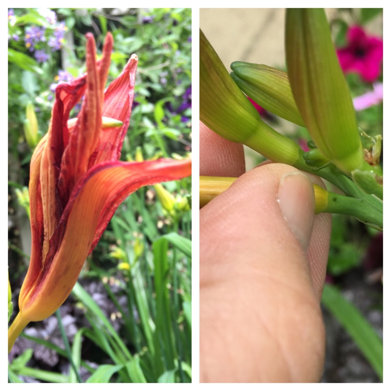 Hemerocallis