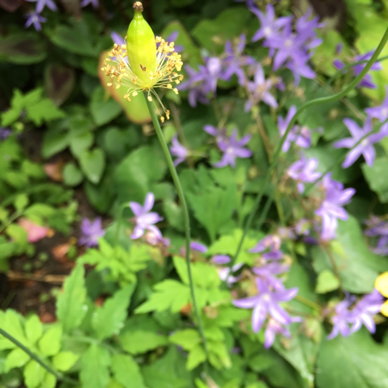 Meconopsis cambrica