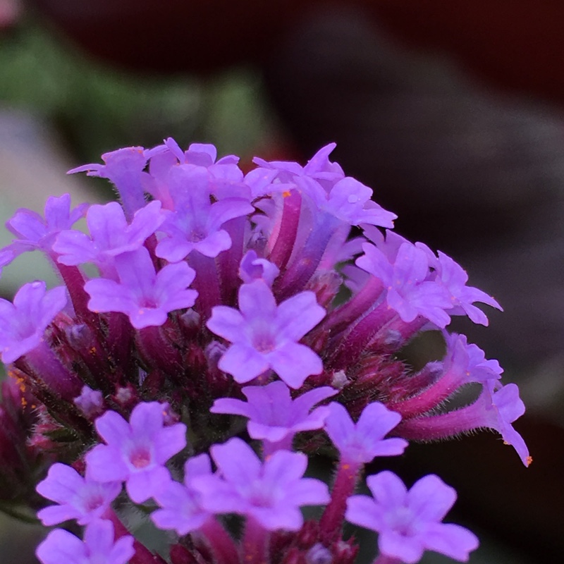 Verbena bonariensis