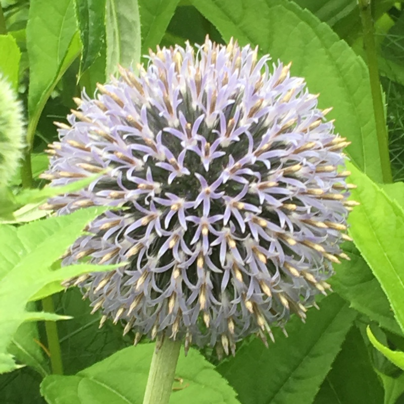 Echinops bannaticus 'Taplow Blue'