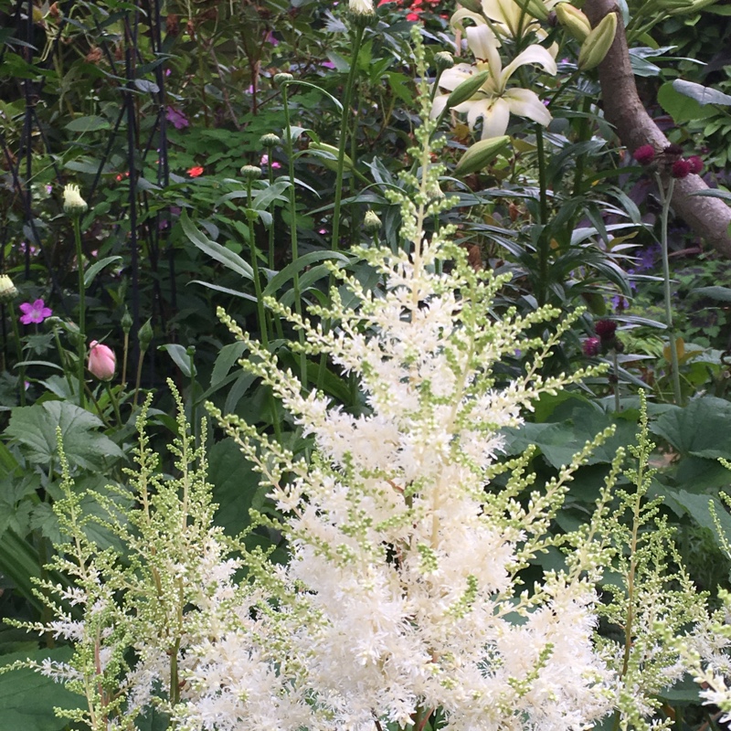 Plant image Astilbe simplicifolia 'Sprite'