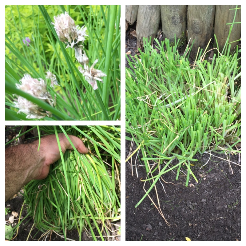 Plant image Allium schoenoprasum