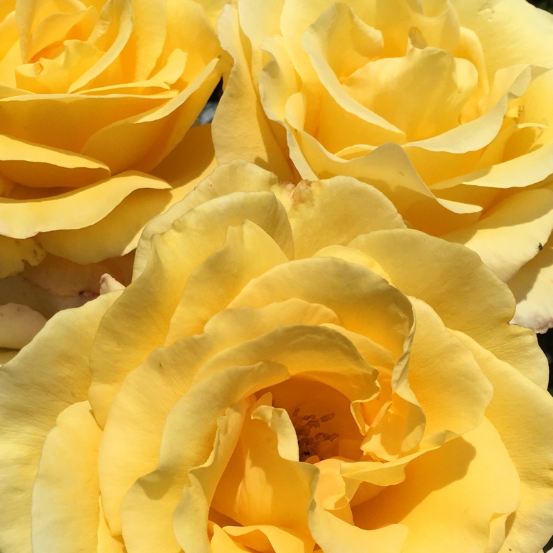 Rosa