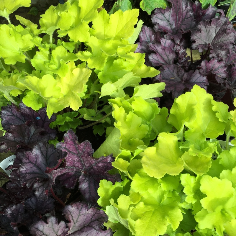 Plant image Heuchera