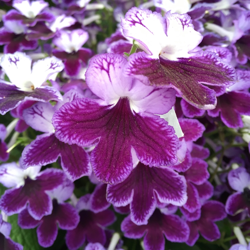 plant image 159492