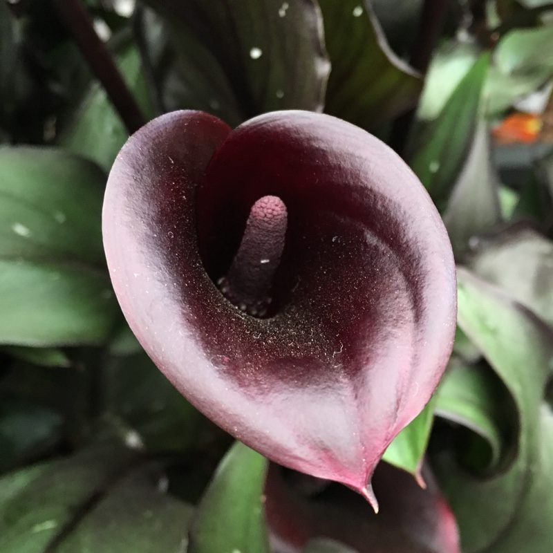Plant image Zantedeschia elliottiana 'Picasso'