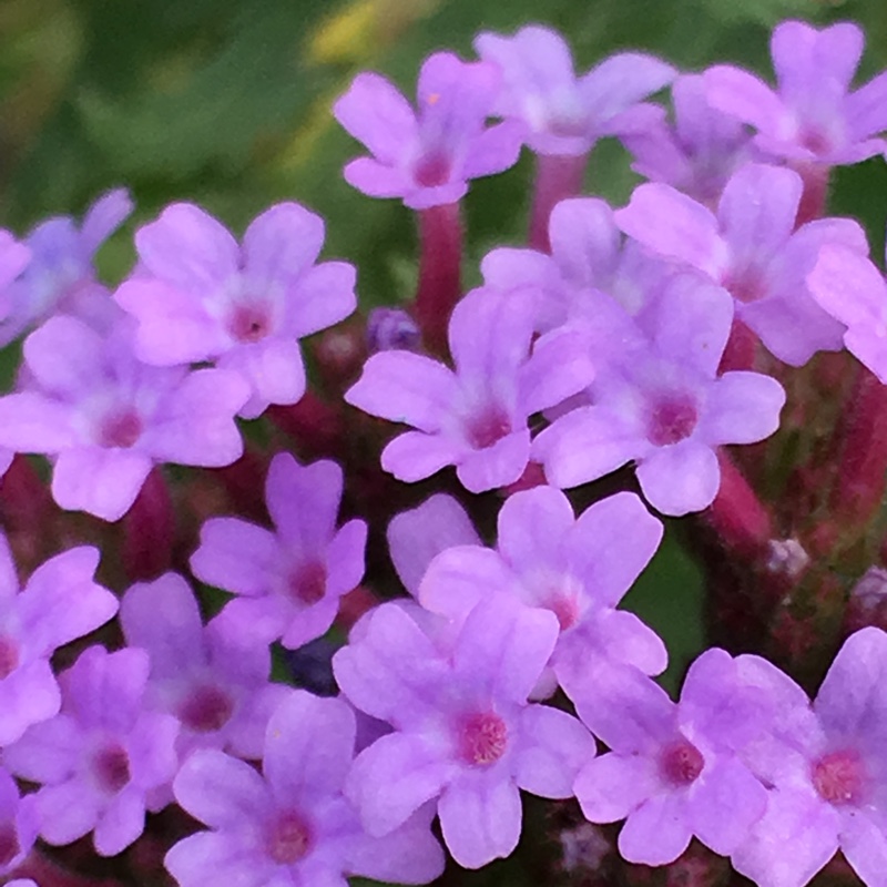Plant image Verbena bonariensis