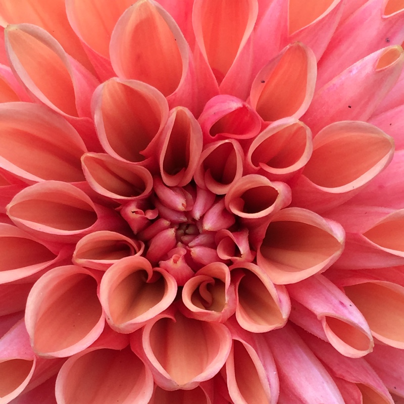 Dahlia