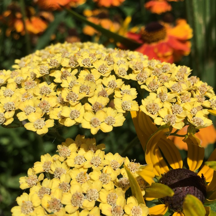 Plant image Achillea 'Terracotta'