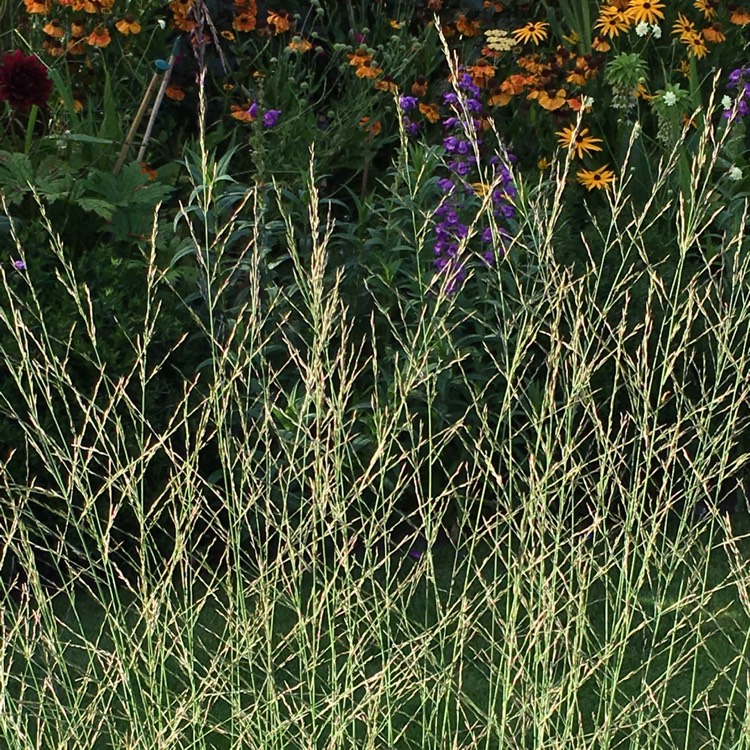Plant image Molinia caerulea subsp. arundinacea 'Karl Foerster'