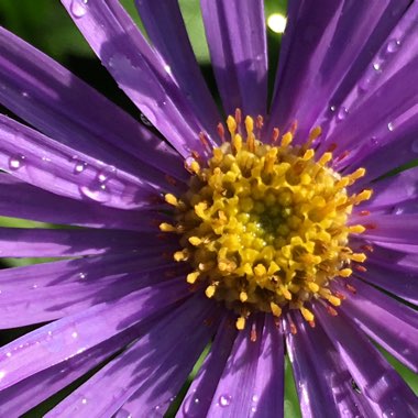 Aster x frikartii 'Mönch'