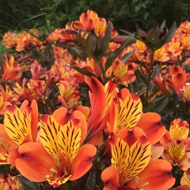 Alstroemeria 'Tesronto' (Summer Paradise Series) syn. Alstroemeria 'Indian Summer'