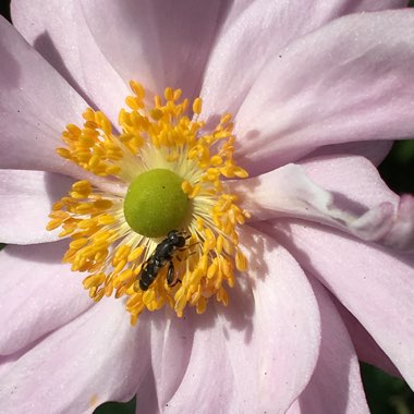 Anemone hupehensis var. japonica 'Pamina'