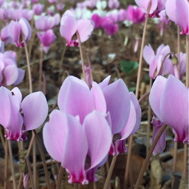 Cyclamen