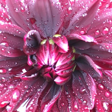 Dahlia 'Sam Hopkins'