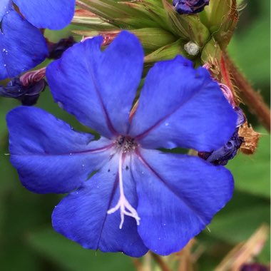 Ceratostigma plumbaginoides syn. plumbago larpentiae