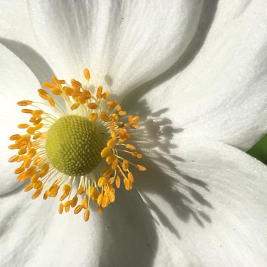 Anemone x hybrida 'Honorine Jobert'