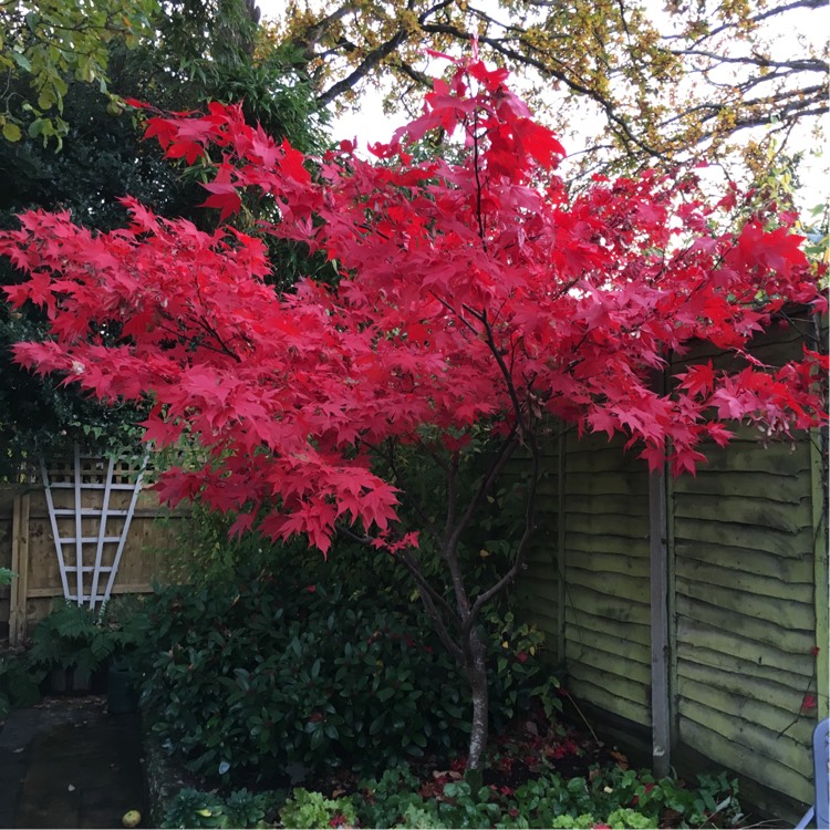 Plant image Acer palmatum 'Bloodgood'