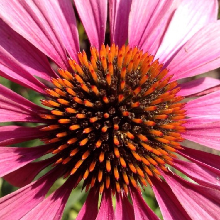 plant image 279493