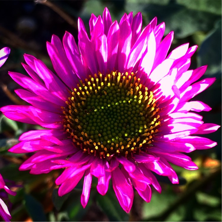 Plant image Erigeron glaucus 'Sea Breeze'