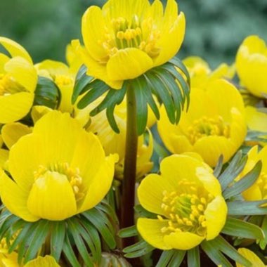 Eranthis hyemalis