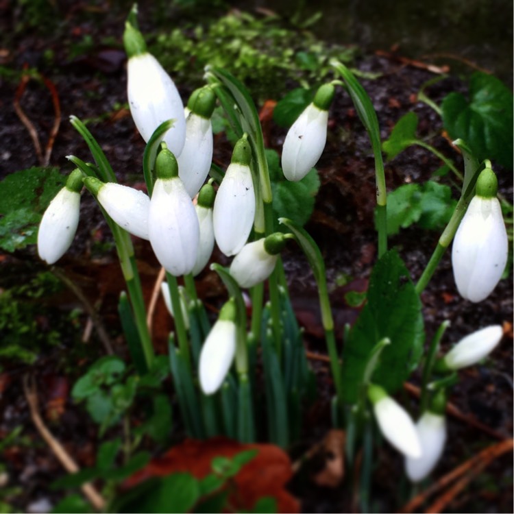 plant image 303702