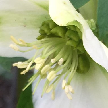 Helleborus orientalis