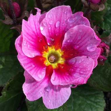 Primula