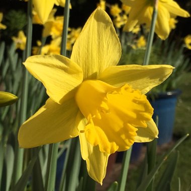 Narcissus