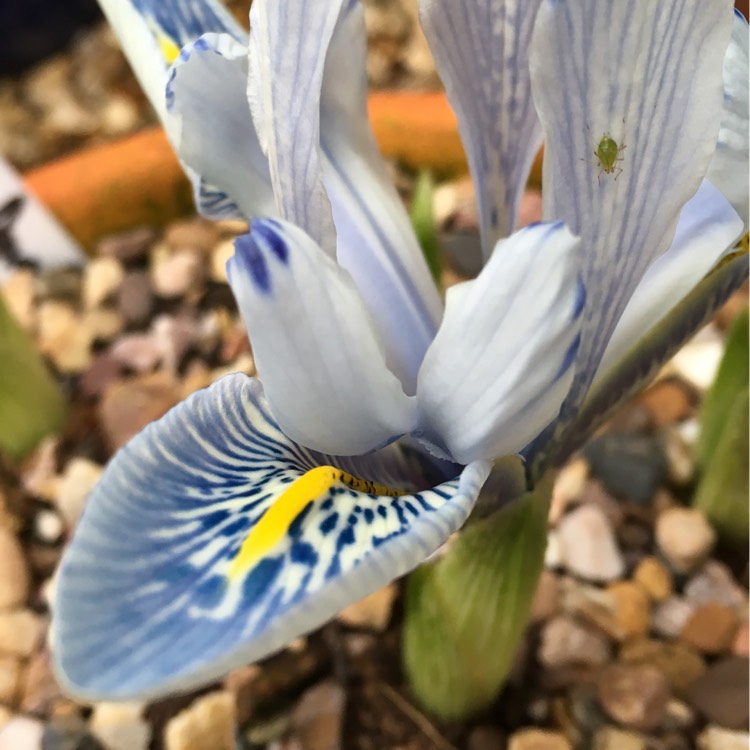 Plant image Iris 'Sheila Ann Germaney' syn. Iris reticulata 'Sheila Ann Germaney'