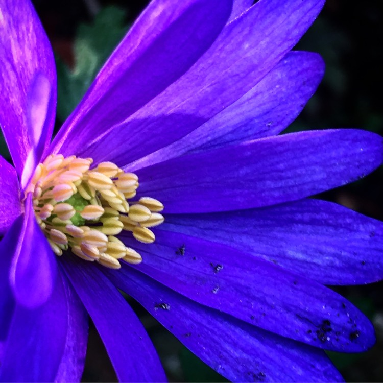 Plant image Anemone blanda 'Blue Shades'