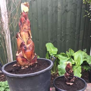 Ensete ventricosum 'Maurelii' syn. Ensete ventricosum 'Rubrum', Ensete 'Maurelii', Musa 'Santa Morelli'