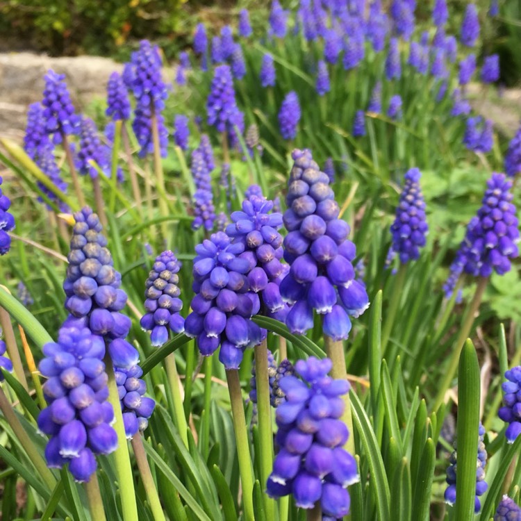 Plant image Muscari armeniacum