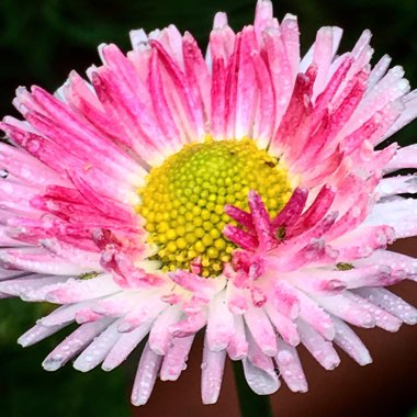 Bellis Perennis