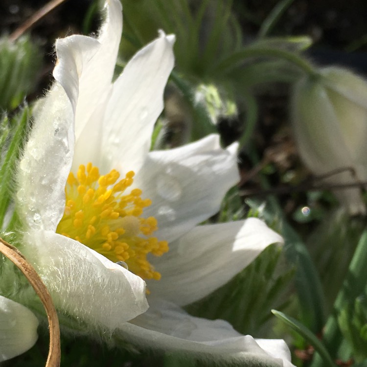Plant image Pulsatilla vulgaris 'Perlen Glocke' syn. Pulsatilla vulgaris 'Pearl Bell'