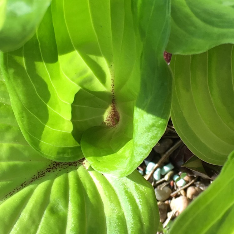 Plant image Hosta 'Raspberry Sundae'