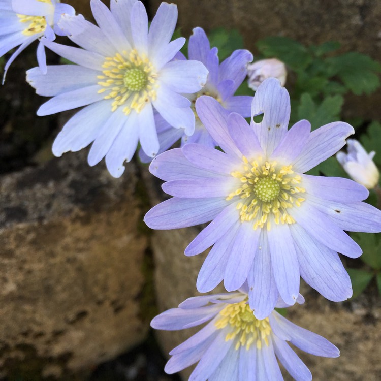 Plant image Anemone blanda 'Blue Shades'