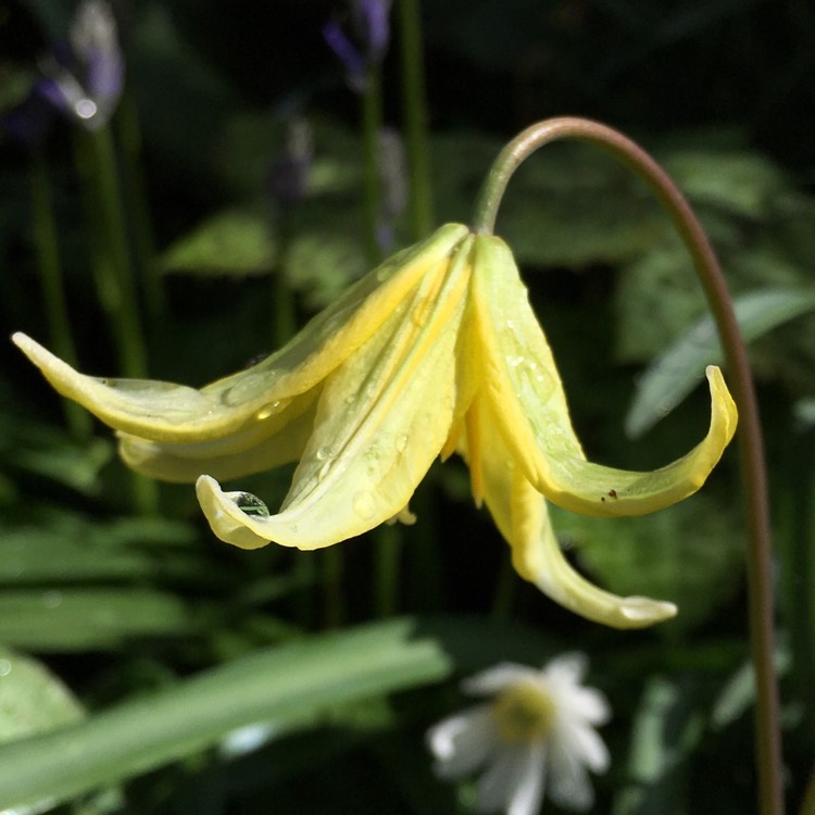 Plant image Erythronium 'Pagoda'