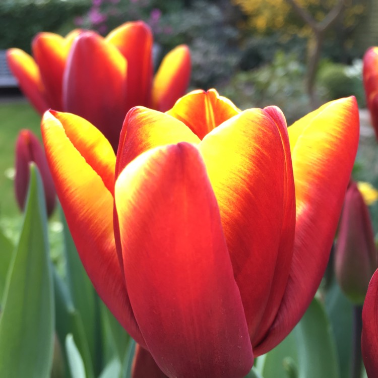 Plant image Tulipa 'Abu Hassan'