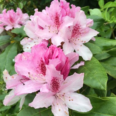 Rhododendron  (Rhododendron Varieties)