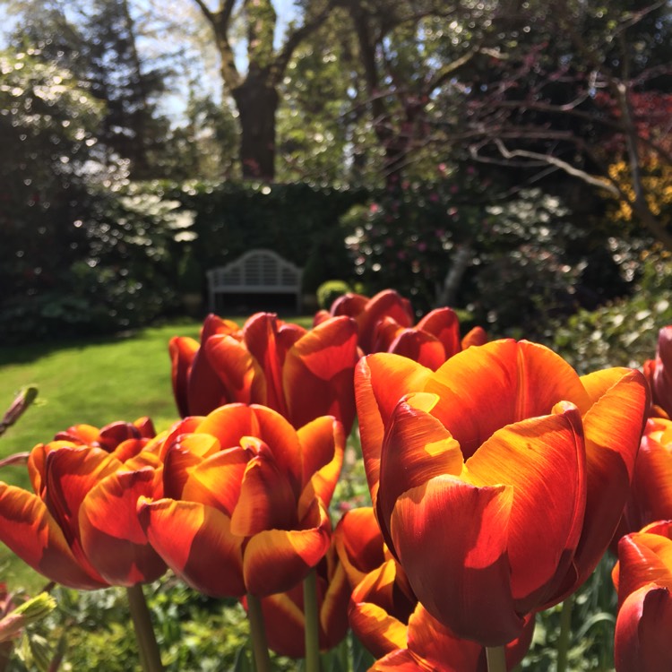 Plant image Tulipa 'Abu Hassan'