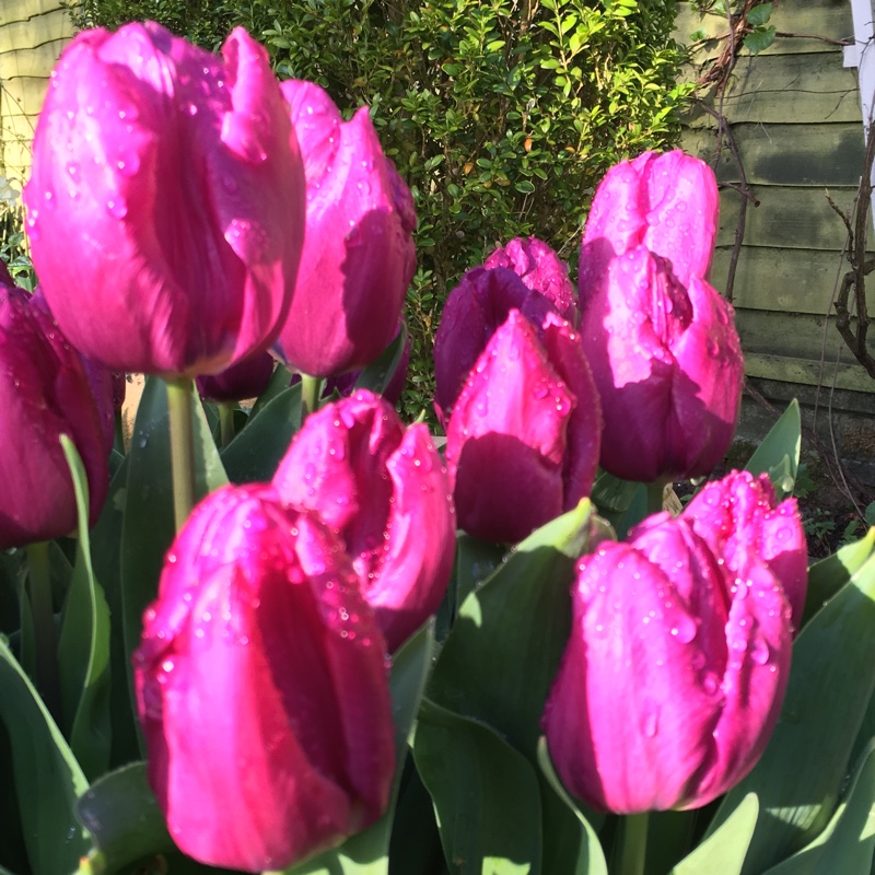 Plant image Tulipa 'Purple Prince'
