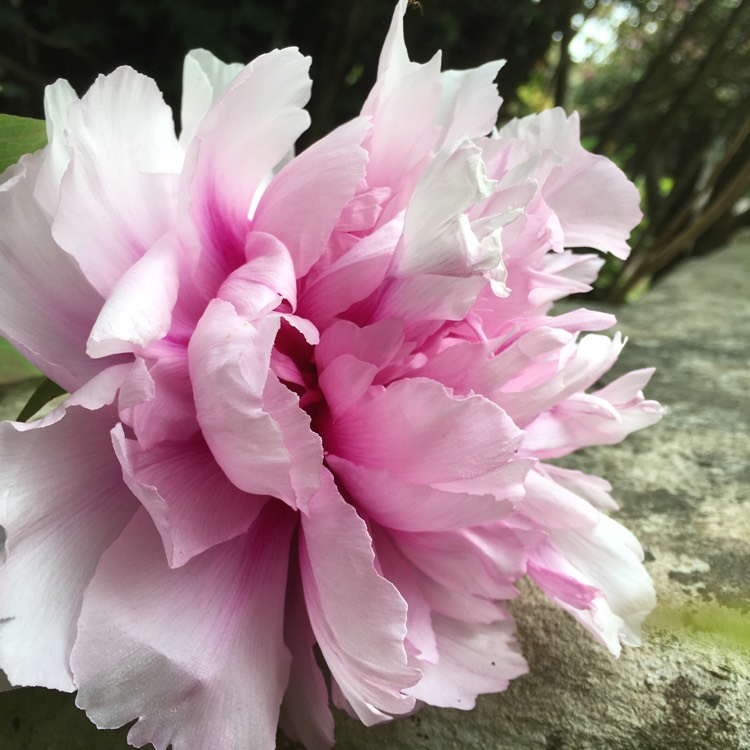 plant image 376222