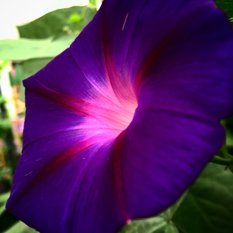 Plant image Ipomoea purpurea 'Star Of Yalta'