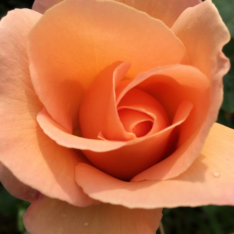 Plant image Rosa 'Schoolgirl'