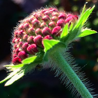 Knautia macedonica