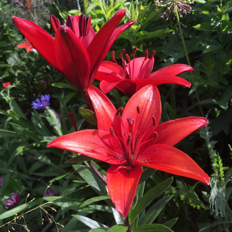 plant image 431495