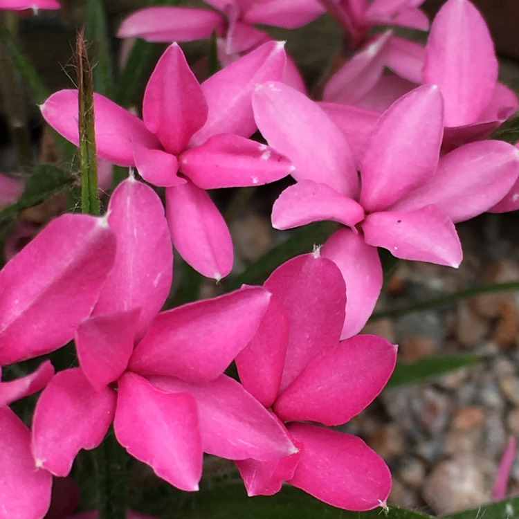 Plant image x Rhodoxis 'Hebron Farm Cerise'
