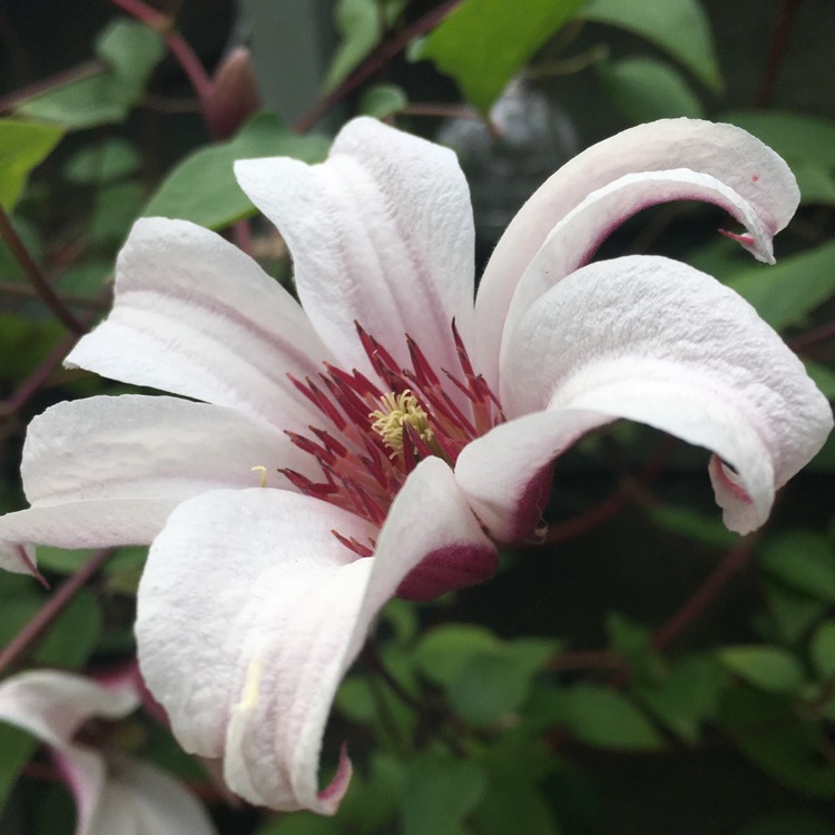 Plant image Clematis texensis 'Princess Kate'